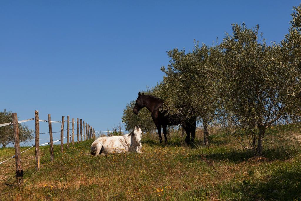Agriturismo La Collina Πιέντσα Εξωτερικό φωτογραφία